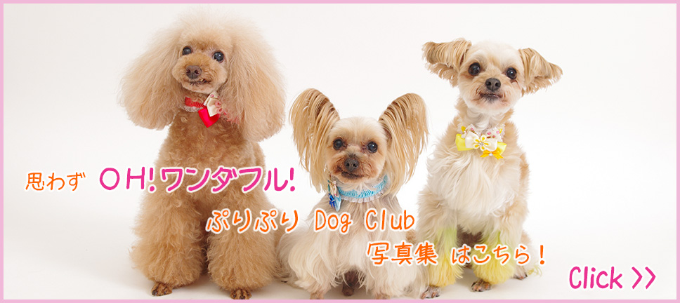 思わず OH!ワンダフル!ぷりぷりDog Club 写真集はこちら