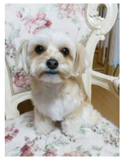 太い犬歯が綺麗になりました