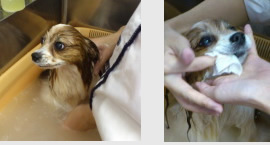 炭酸泉入浴と歯磨き中♪