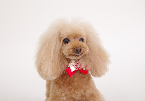 マリン ♀ トイプードル