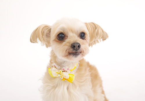 ラン ミックス犬♀