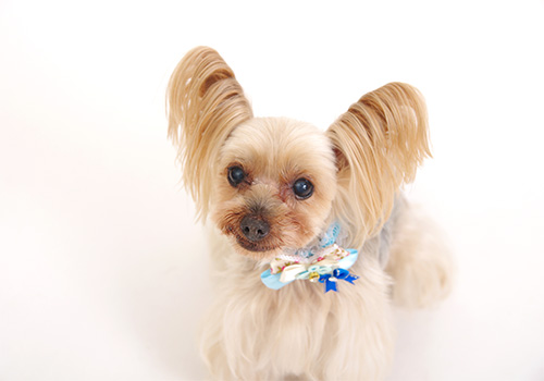 ロビン ヨーキー ♂