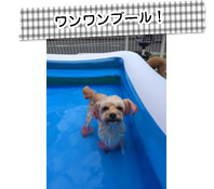 ワンワンプール!